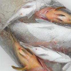 こうゆう丸 釣果