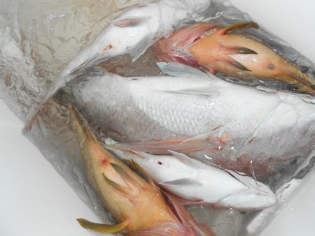 こうゆう丸 釣果