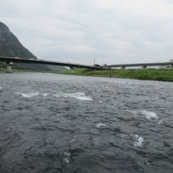 狩野川(狩野川漁業協同組合) 釣果