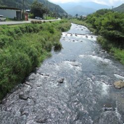 狩野川(狩野川漁業協同組合) 釣果