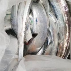 暁〜akatsuki〜 釣果