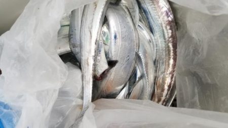 暁〜akatsuki〜 釣果