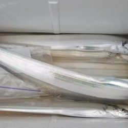 暁〜akatsuki〜 釣果