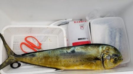 暁〜akatsuki〜 釣果