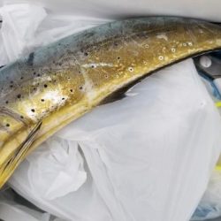 暁〜akatsuki〜 釣果