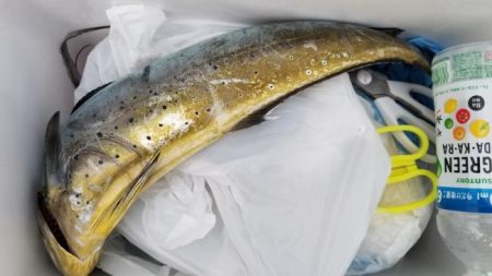 暁〜akatsuki〜 釣果