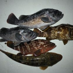 TOPGUN名古屋 釣果