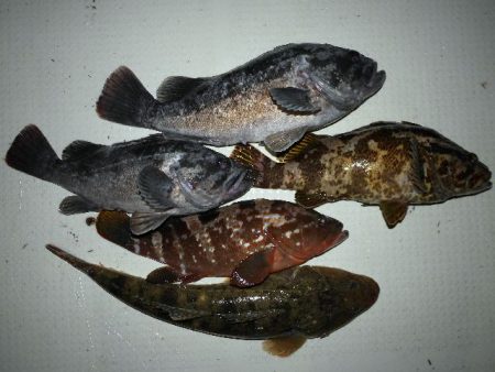 TOPGUN名古屋 釣果