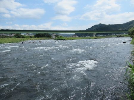 狩野川(狩野川漁業協同組合) 釣果