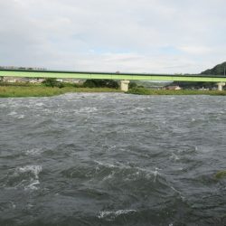 狩野川(狩野川漁業協同組合) 釣果