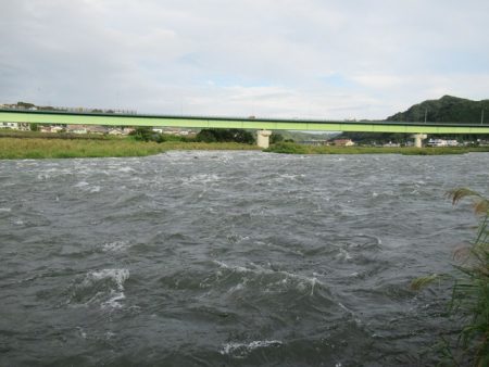 狩野川（狩野川漁業協同組合） 釣果