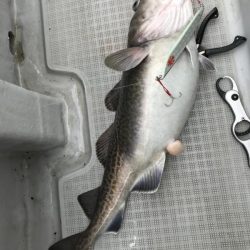 暁〜akatsuki〜 釣果