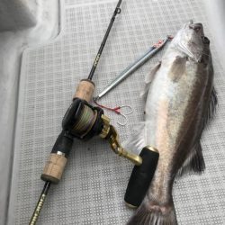 暁〜akatsuki〜 釣果