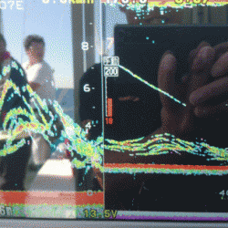 遊漁船ブルーウッズ 釣果