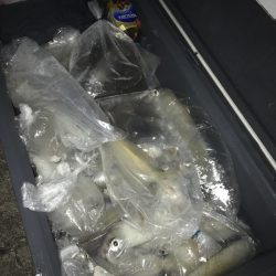 寿裕 （YOSHIHIRO） 釣果