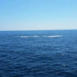 第五慶門丸 釣果