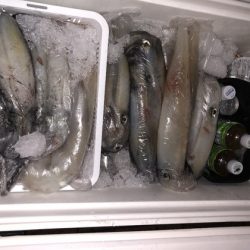 幸風（さちかぜ） 釣果