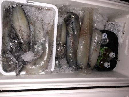 幸風（さちかぜ） 釣果