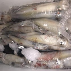 幸風（さちかぜ） 釣果