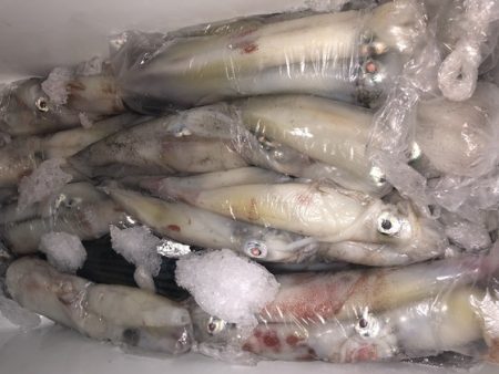 幸風（さちかぜ） 釣果