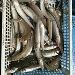 フィッシングガイド りょう 釣果