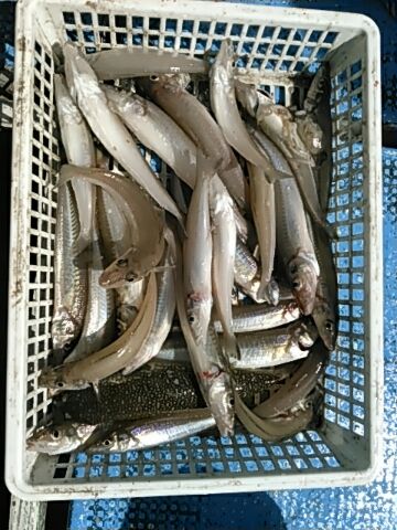 フィッシングガイド りょう 釣果