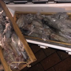 幸風（さちかぜ） 釣果