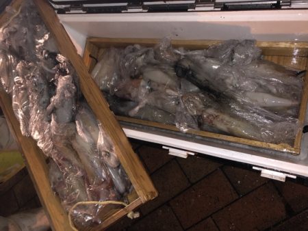 幸風（さちかぜ） 釣果