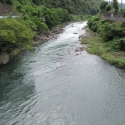 狩野川(狩野川漁業協同組合) 釣果