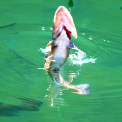 小菅トラウトガーデン 釣果