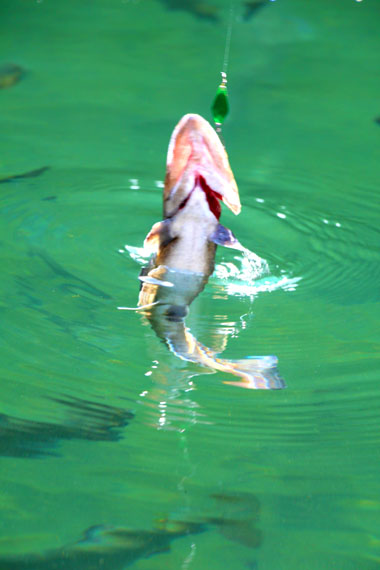 小菅トラウトガーデン 釣果