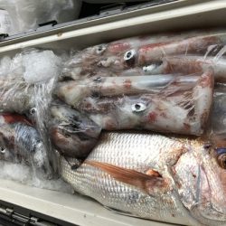 幸風（さちかぜ） 釣果