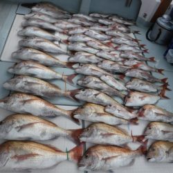 遊漁船 幸友丸 釣果