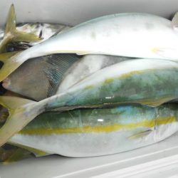 こうゆう丸 釣果