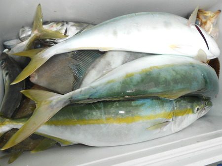 こうゆう丸 釣果