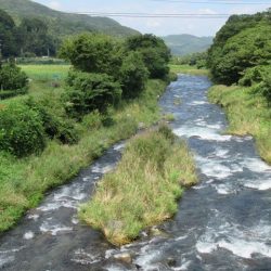狩野川(狩野川漁業協同組合) 釣果