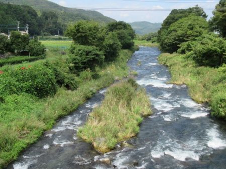 狩野川(狩野川漁業協同組合) 釣果