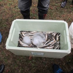 狩野川（狩野川漁業協同組合） 釣果