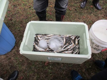 狩野川（狩野川漁業協同組合） 釣果