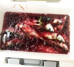 THESEAMAN(ザシーマン) 釣果