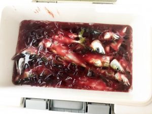 THESEAMAN(ザシーマン) 釣果