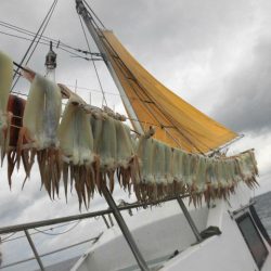 大進丸（愛知） 釣果