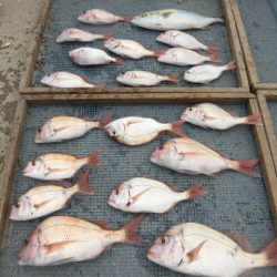 大進丸(愛知) 釣果