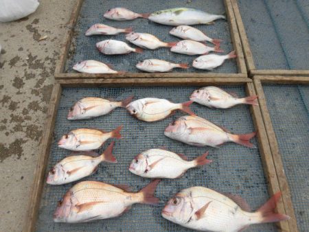 大進丸(愛知) 釣果