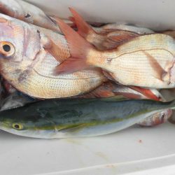 大進丸(愛知) 釣果