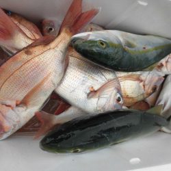 大進丸(愛知) 釣果