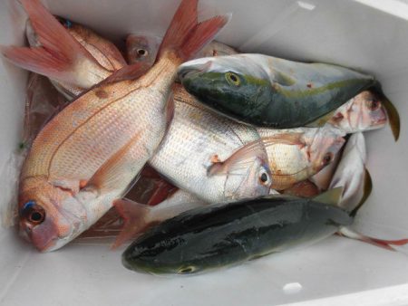 大進丸(愛知) 釣果