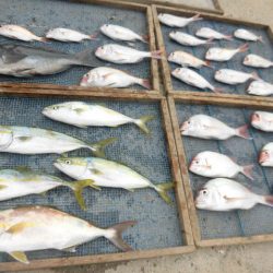 大進丸(愛知) 釣果