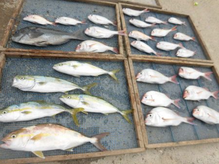 大進丸(愛知) 釣果