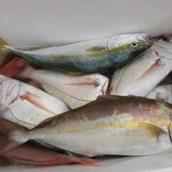 大進丸(愛知) 釣果